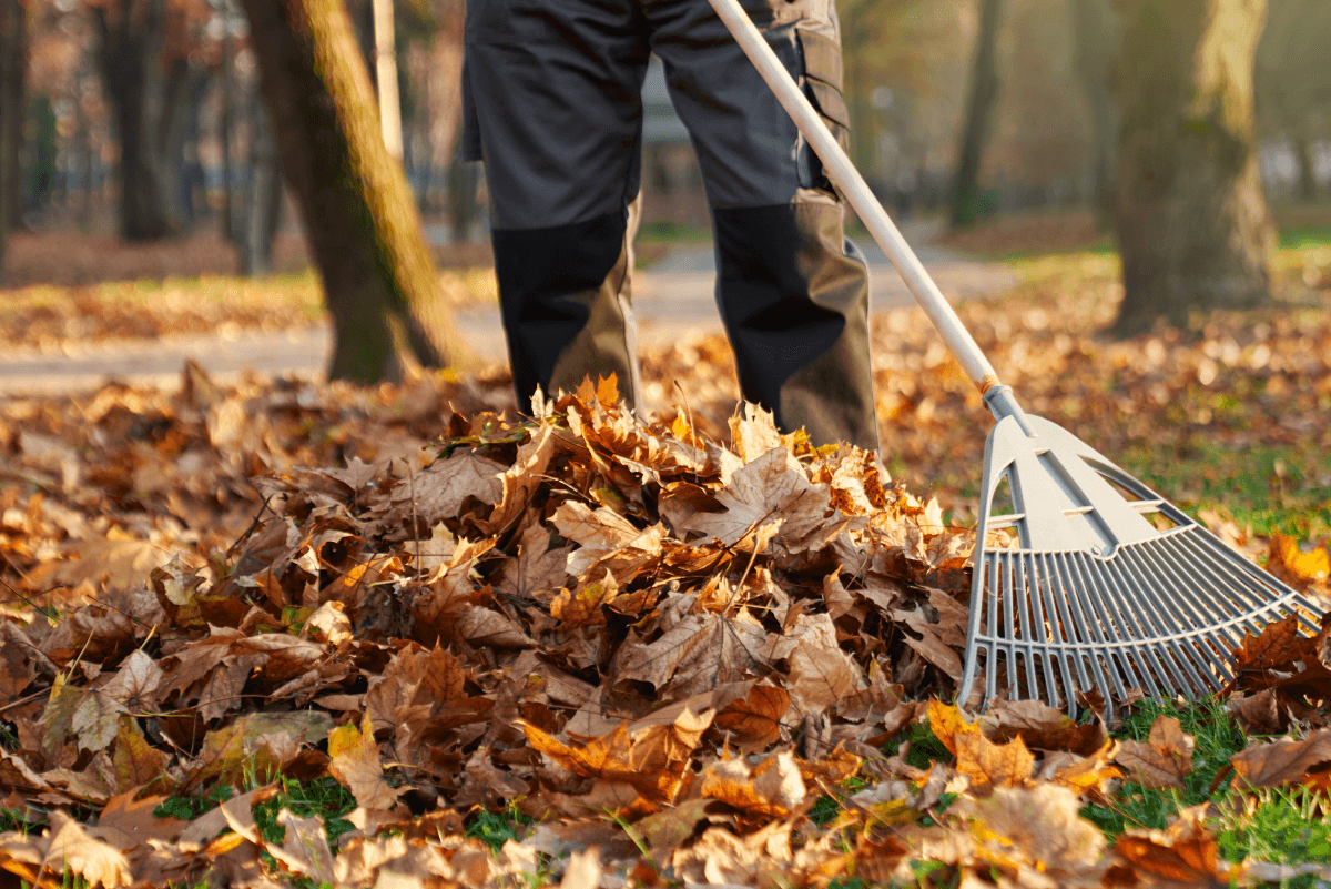 Leaf Removal in Clinton project 2