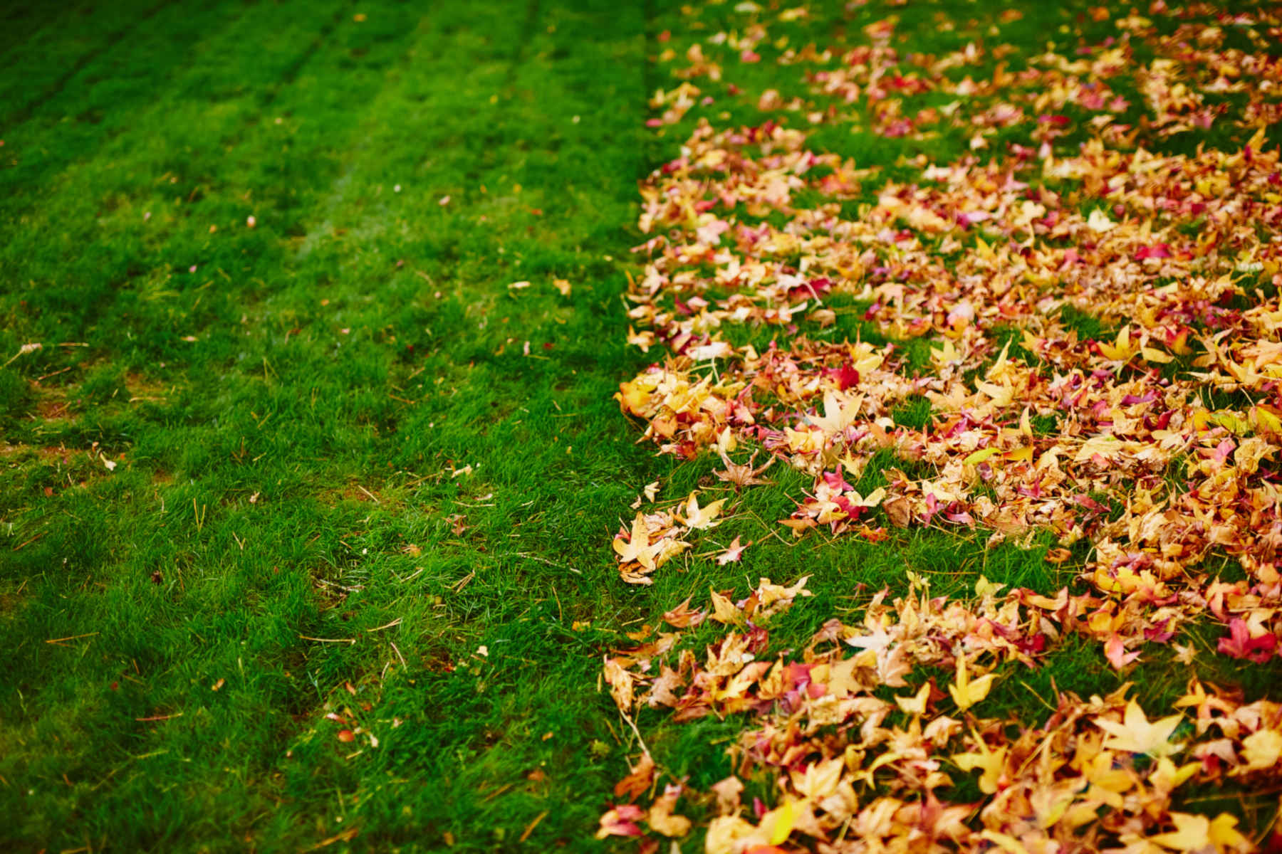 Leaf Removal in Clinton project 5